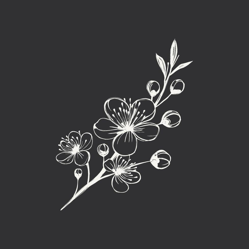 Hand drawn cherry blossom branch. Vector illustration on black background