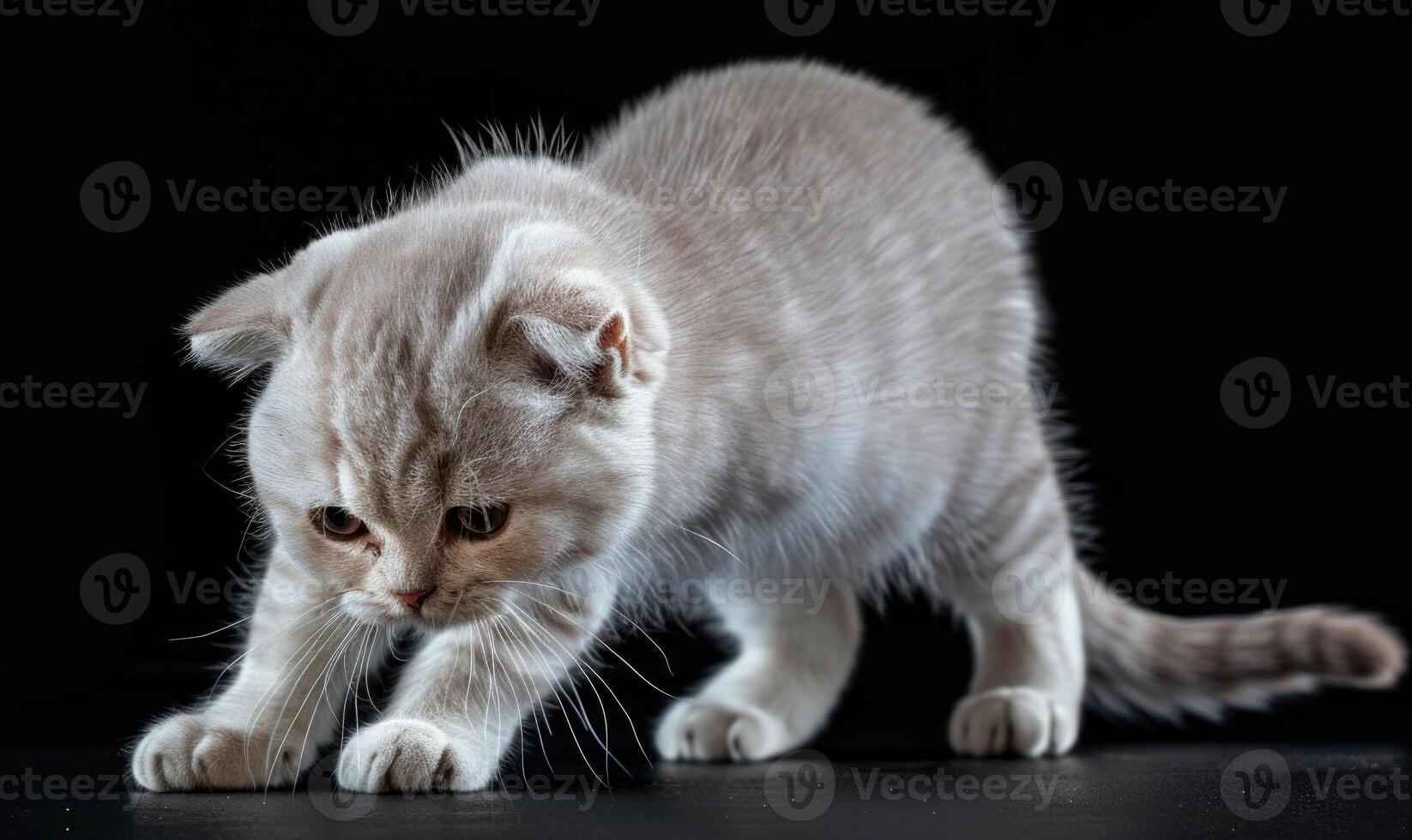 AI generated Funny kitten on a black background. photo