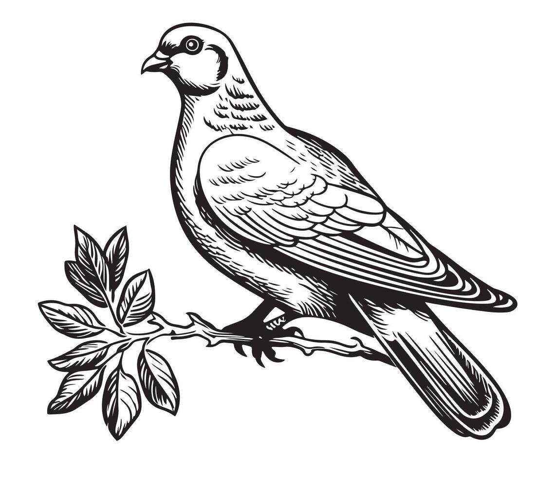 Pigeon with olive brunches. Sketch vector illustration
