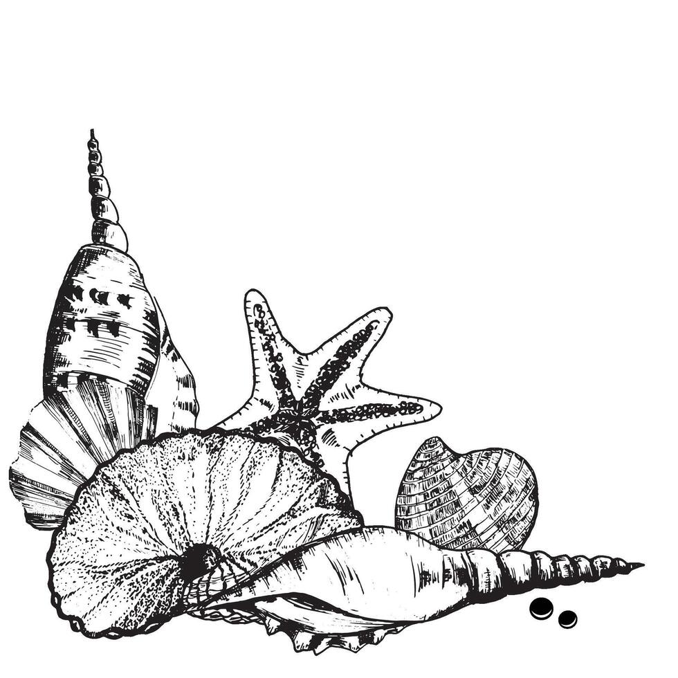 Hand-drawn ink illustration. Black and white. Decorative compositions with sea shells, sea star and some pearls. Vector