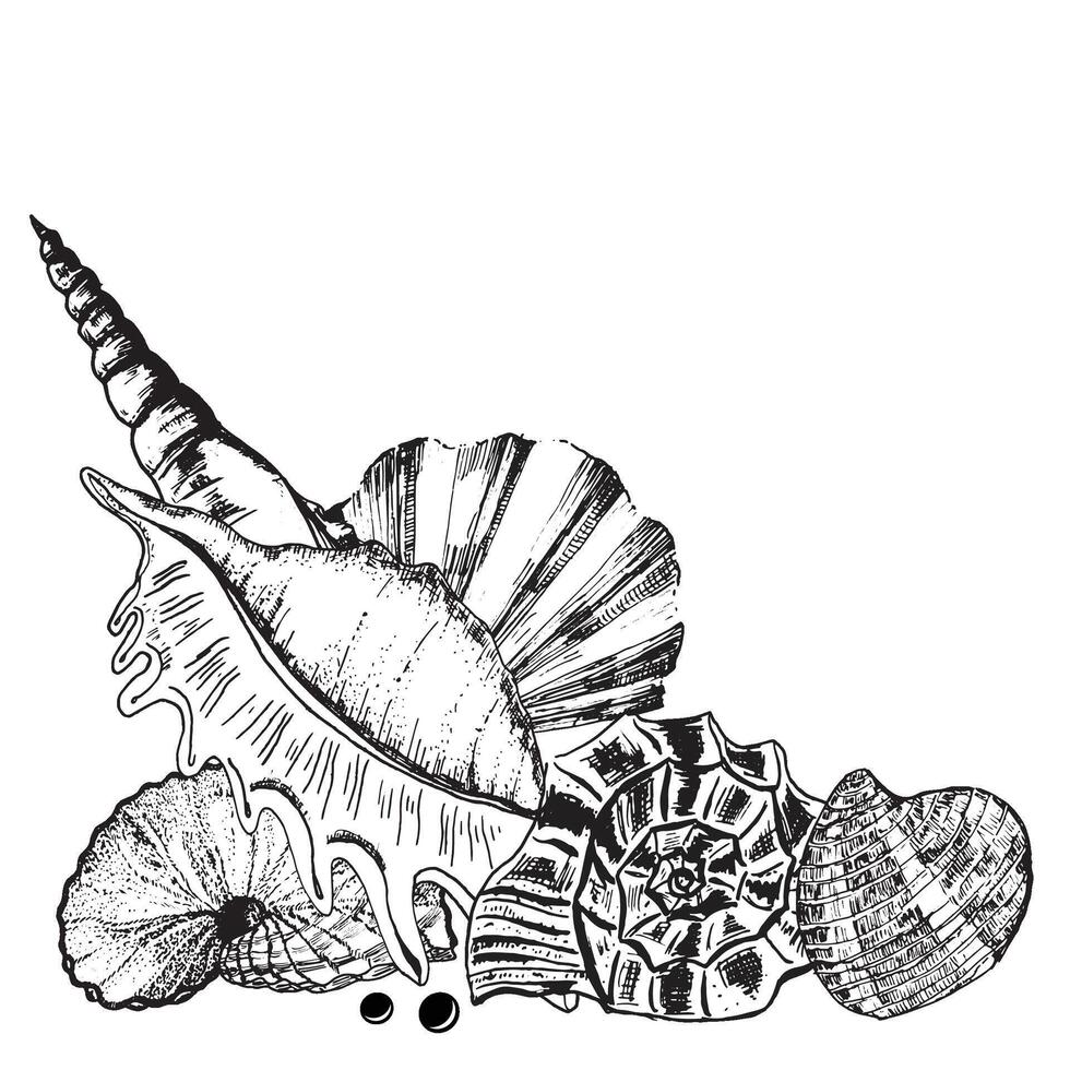 Hand-drawn ink illustration. Black and white. Decorative compositions with sea shells, sea star and some pearls. Vector