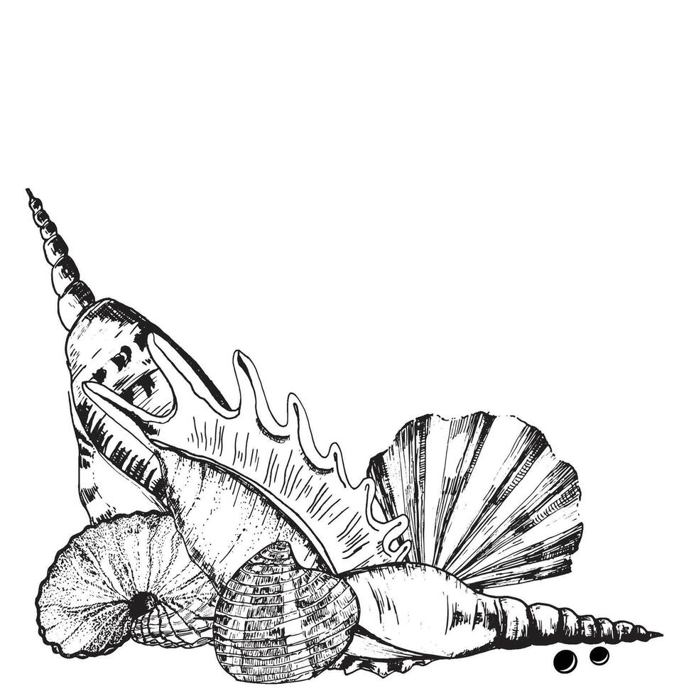 Hand-drawn ink illustration. Black and white. Decorative compositions with sea shells, sea star and some pearls. Vector