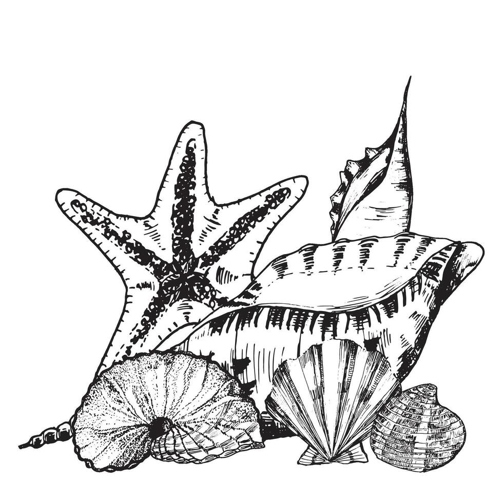 Hand-drawn ink illustration. Black and white. Decorative compositions with sea shells, sea star. Vector