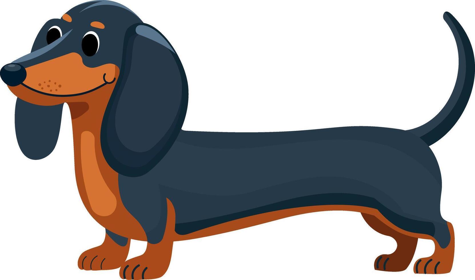 Happy dachshund walking or stay . Cute sausage dogs with tails up in movement, funny pet dog, simple flat vector