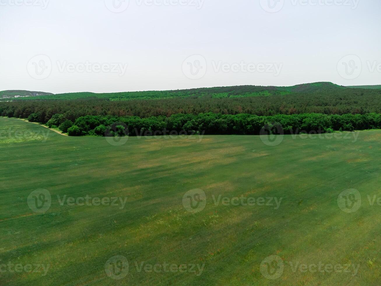 aéreo ver en verde trigo campo en campo. campo de trigo soplo en el viento me gusta verde mar. joven y verde espiguillas orejas de cebada cosecha en naturaleza. agronomía, industria y comida producción. foto