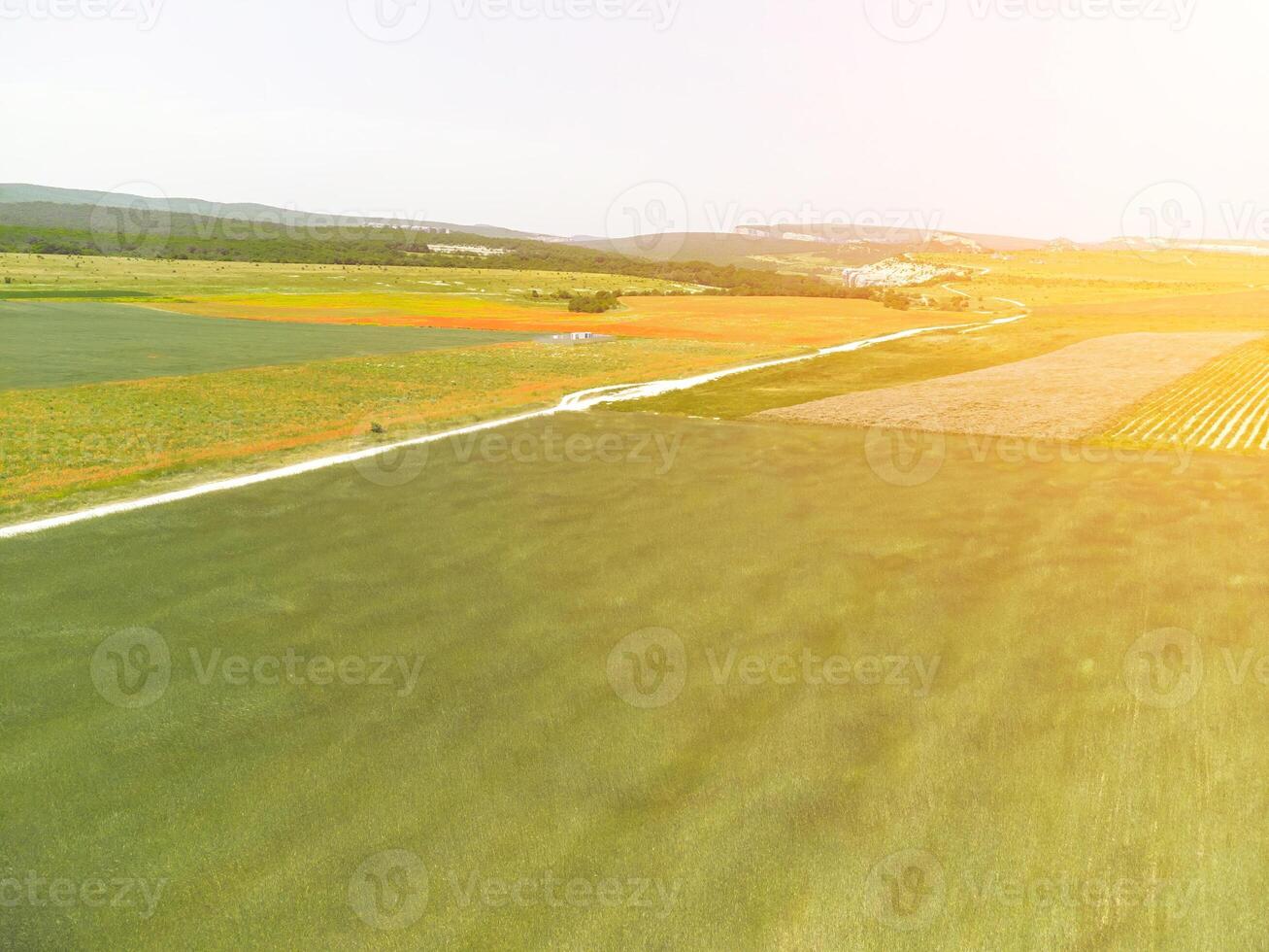 Aerial view on green wheat field in countryside. Field of wheat blowing in the wind like green sea. Young and green Spikelets. Ears of barley crop in nature. Agronomy, industry and food production. photo