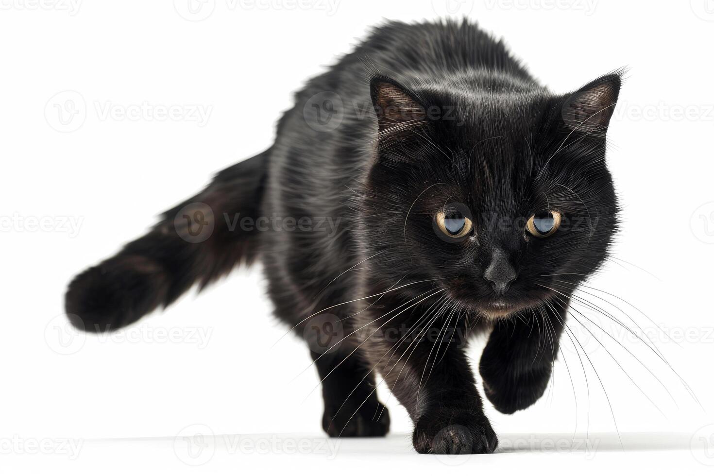AI generated cat fear stiff with an arched back.ai generative photo