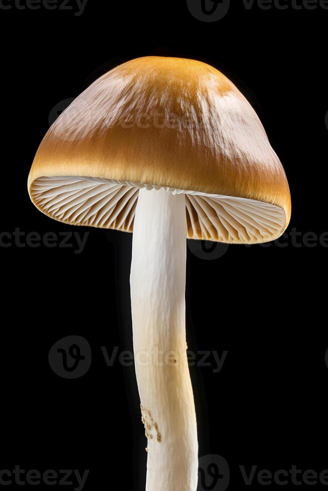 AI generated Close Up of Mushroom on Black Background. AI generated photo