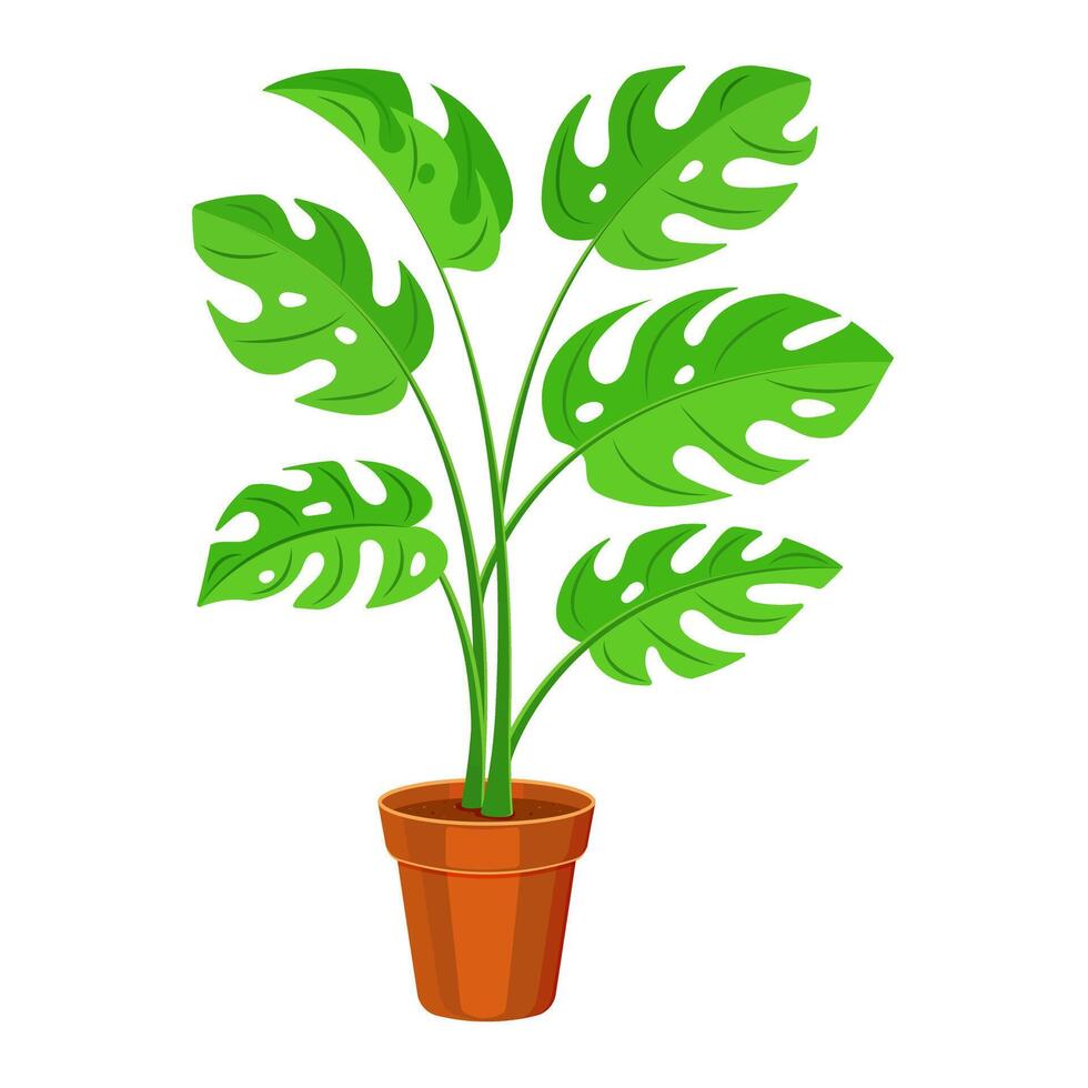 Indoor plant in a pot on a white background. Monstera in flat style. vector