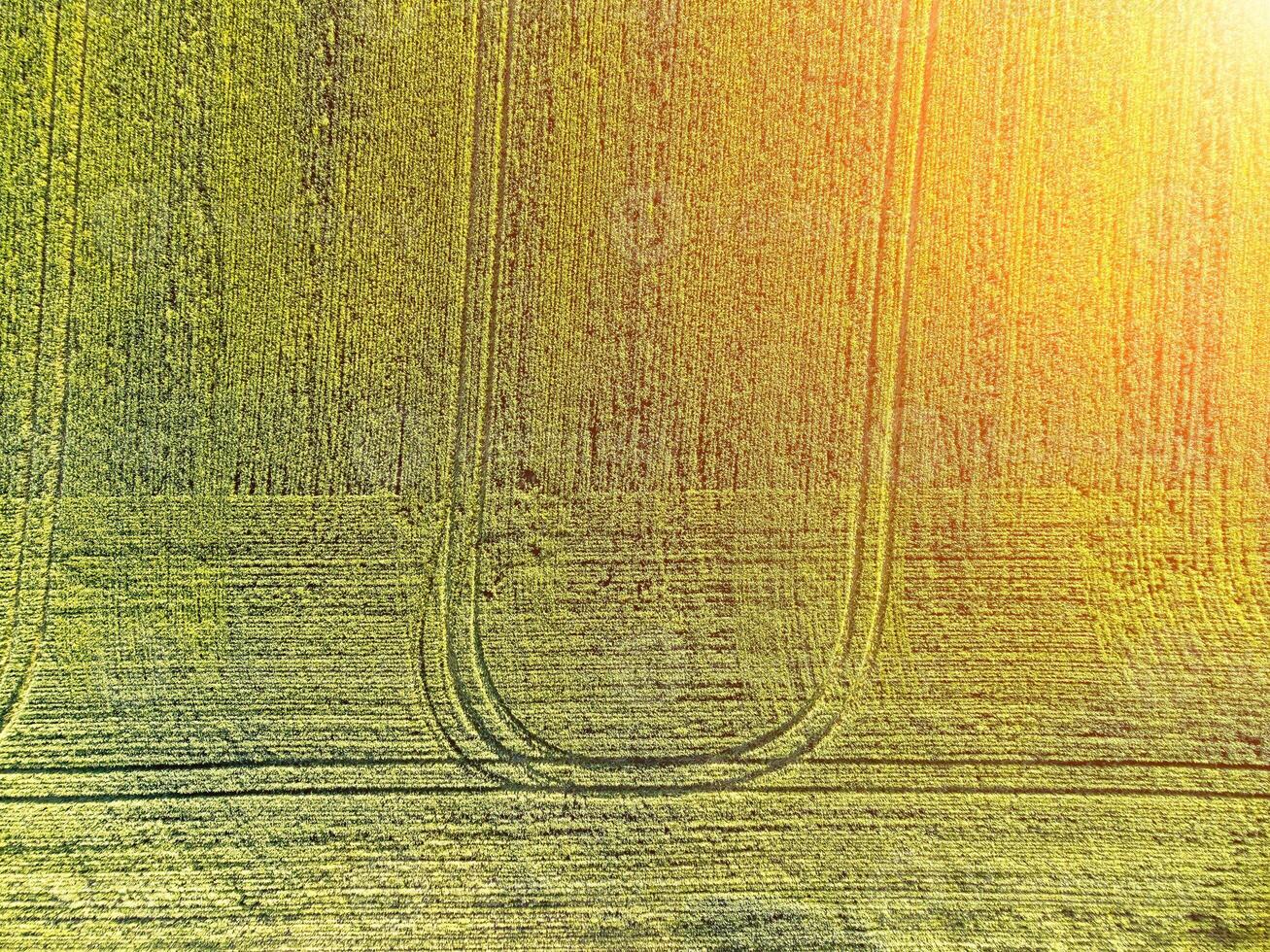 Aerial view on green wheat field in countryside. Field of wheat blowing in the wind on sunset. Young and green Spikelets. Ears of barley crop in nature. Agronomy, industry and food production. photo