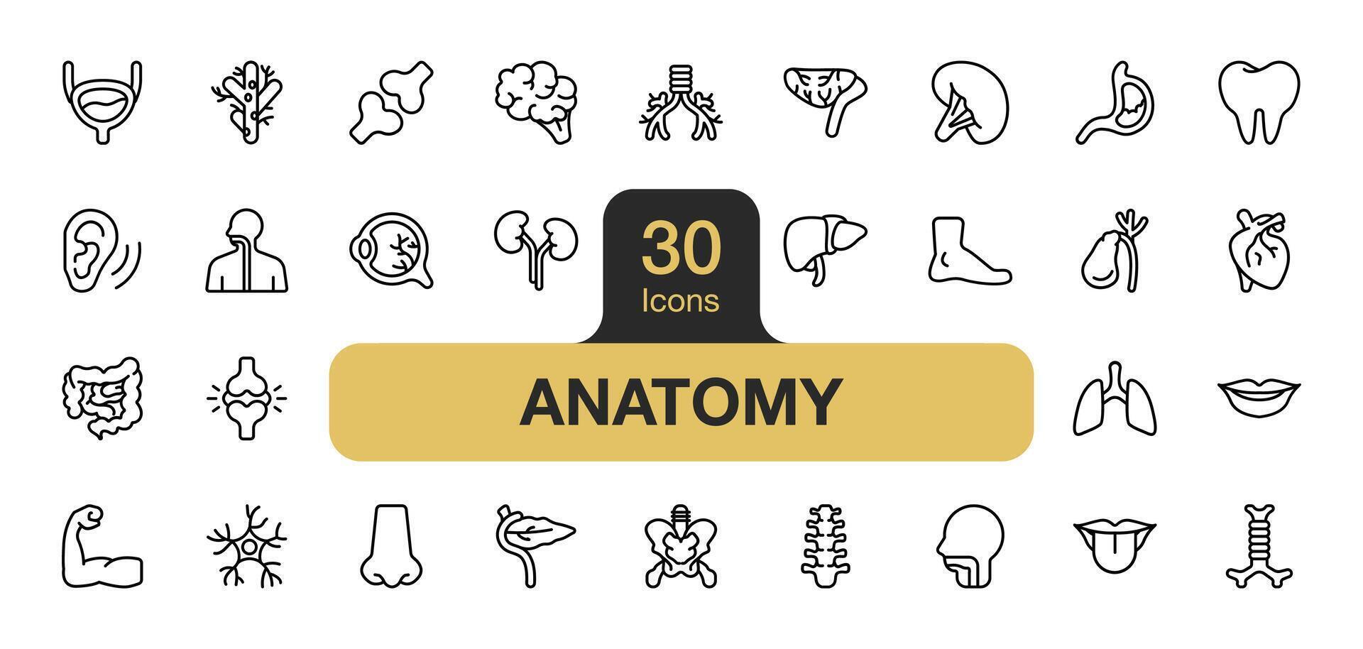 Set of 30 Anatomy icon element sets. Includes lungs, teeth, trachea, muscle, nerves, eyeballs, nose, mouth, and More. Outline icons vector collection.