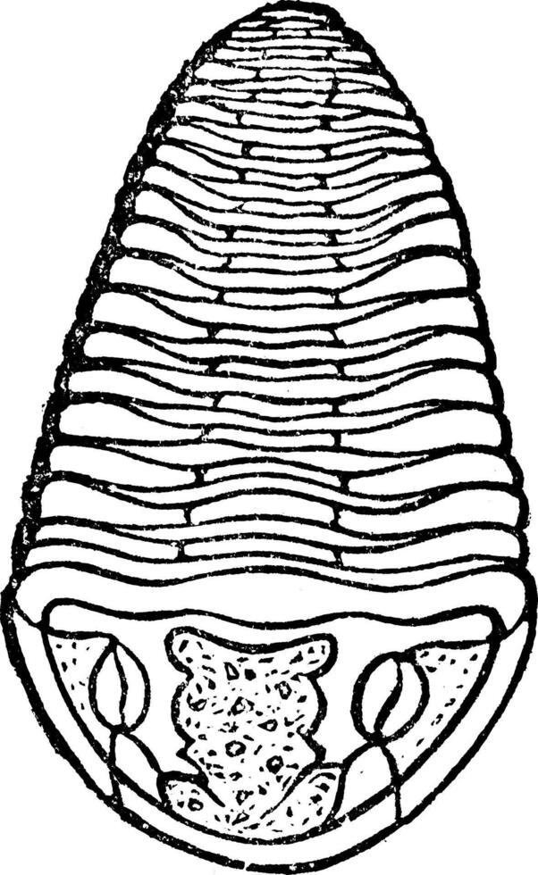 Trilobite, vintage engraving. vector