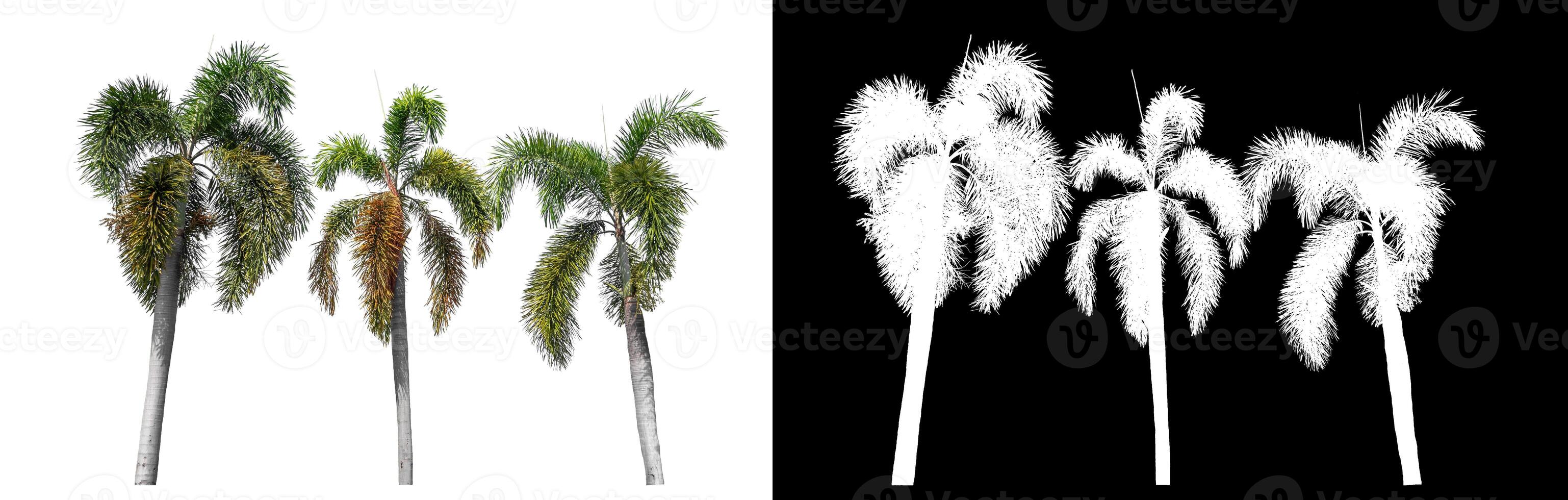 Green palm tree isolated on white background with clipping path and alpha channel on black background. photo