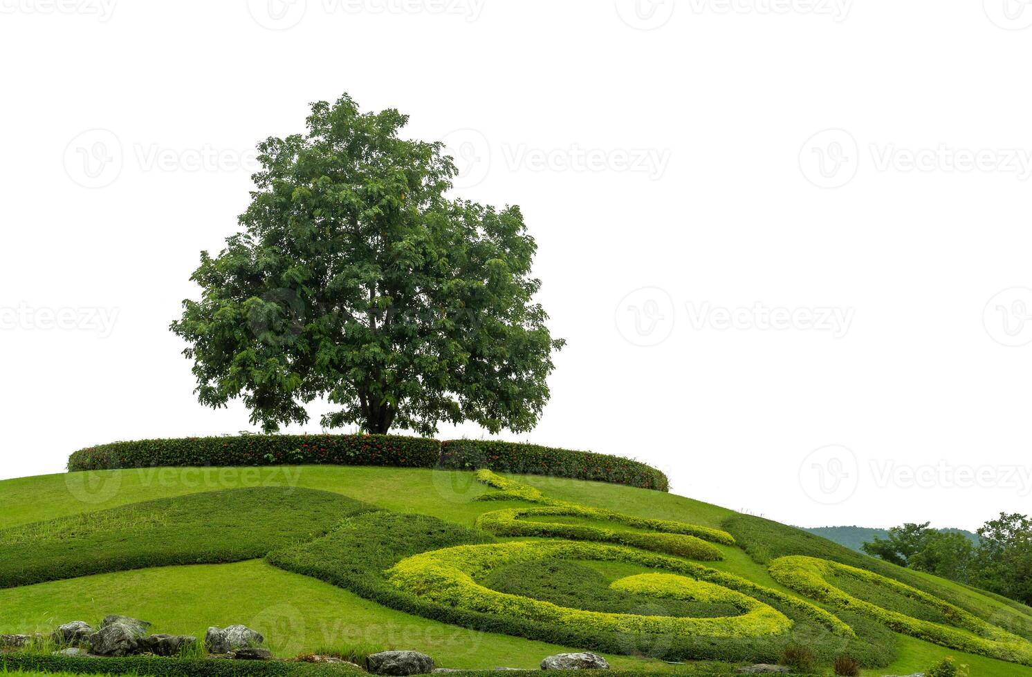 Single tree on grass hill isolate white background with cliping path and alpha channel. photo