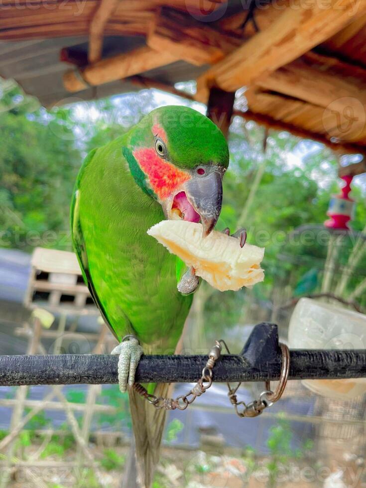 Beautiful green parrot relaxing and enjoying the beauty of tropical nature photo