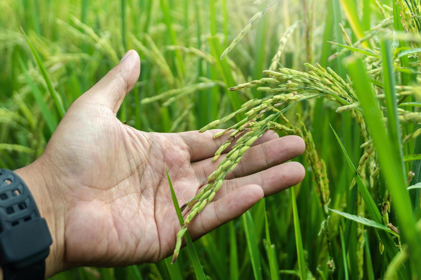 mano sostener amarillo y verde arroz campo agricultura foto