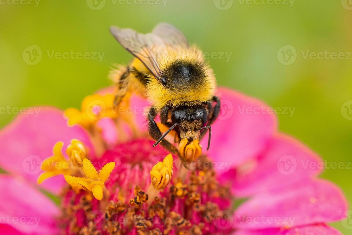Bumblebee on a flower macro. Bumblebee collects flower nectar.. photo