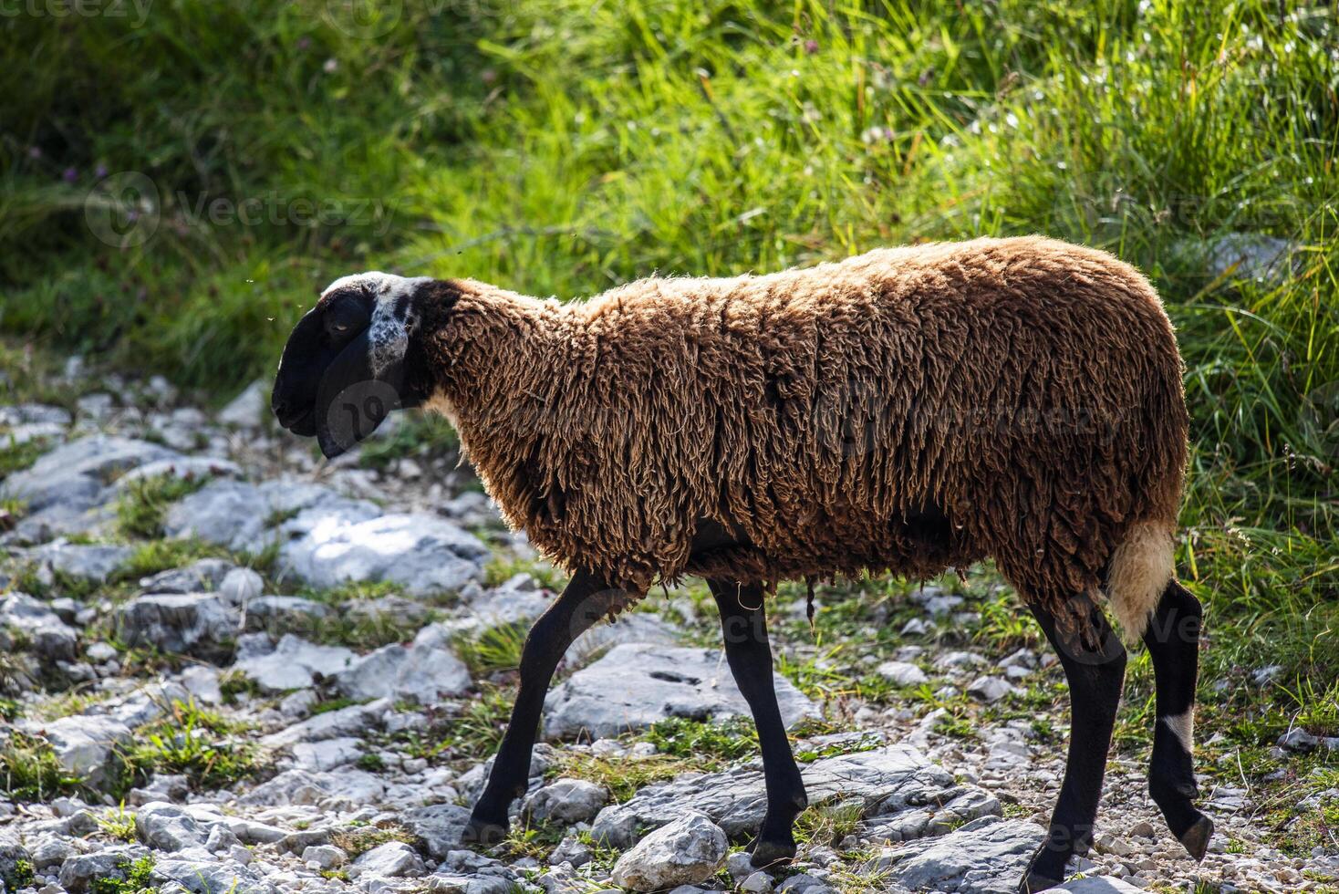 2023 7 29 Ortigara sheep 8.jpg photo