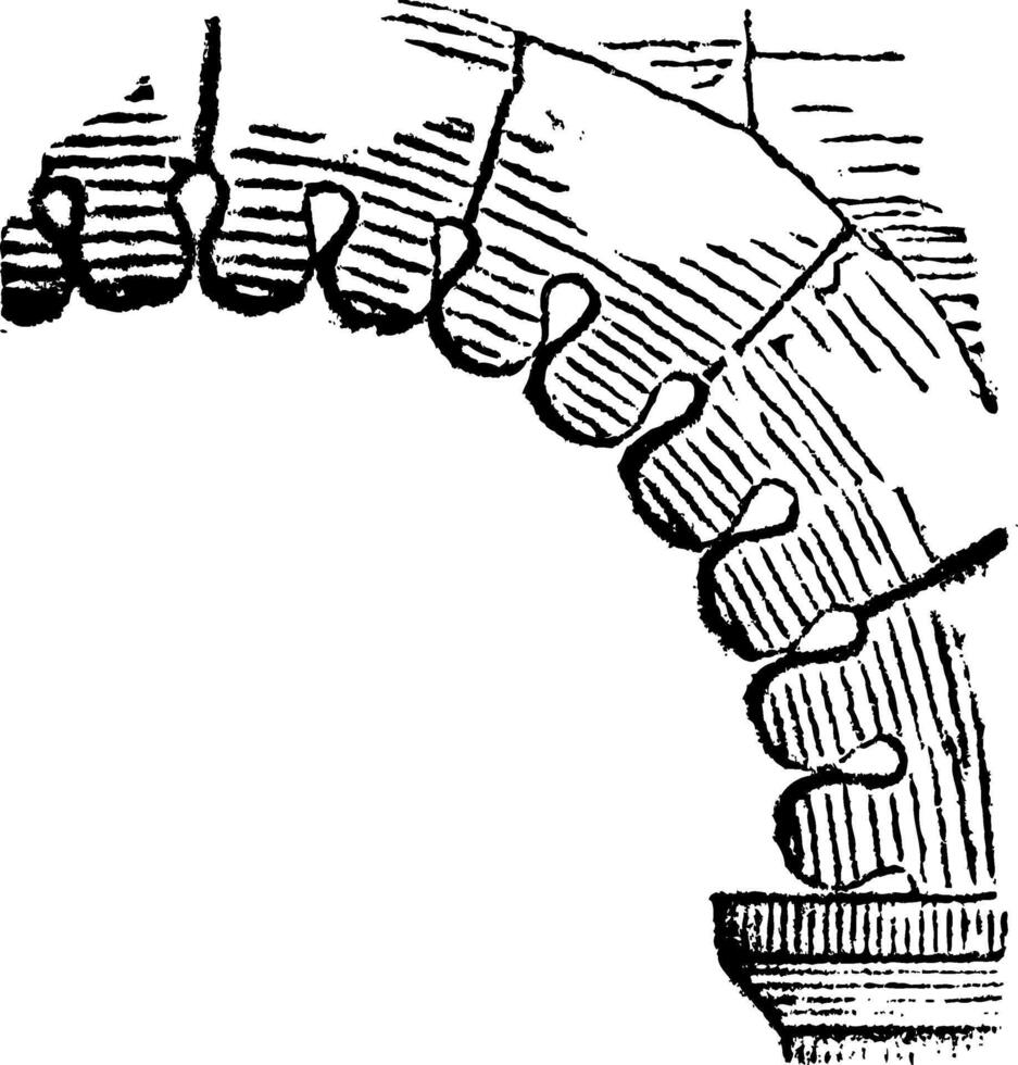 fr intradós redondeado lóbulo xi a xi siglo, Clásico grabado. vector