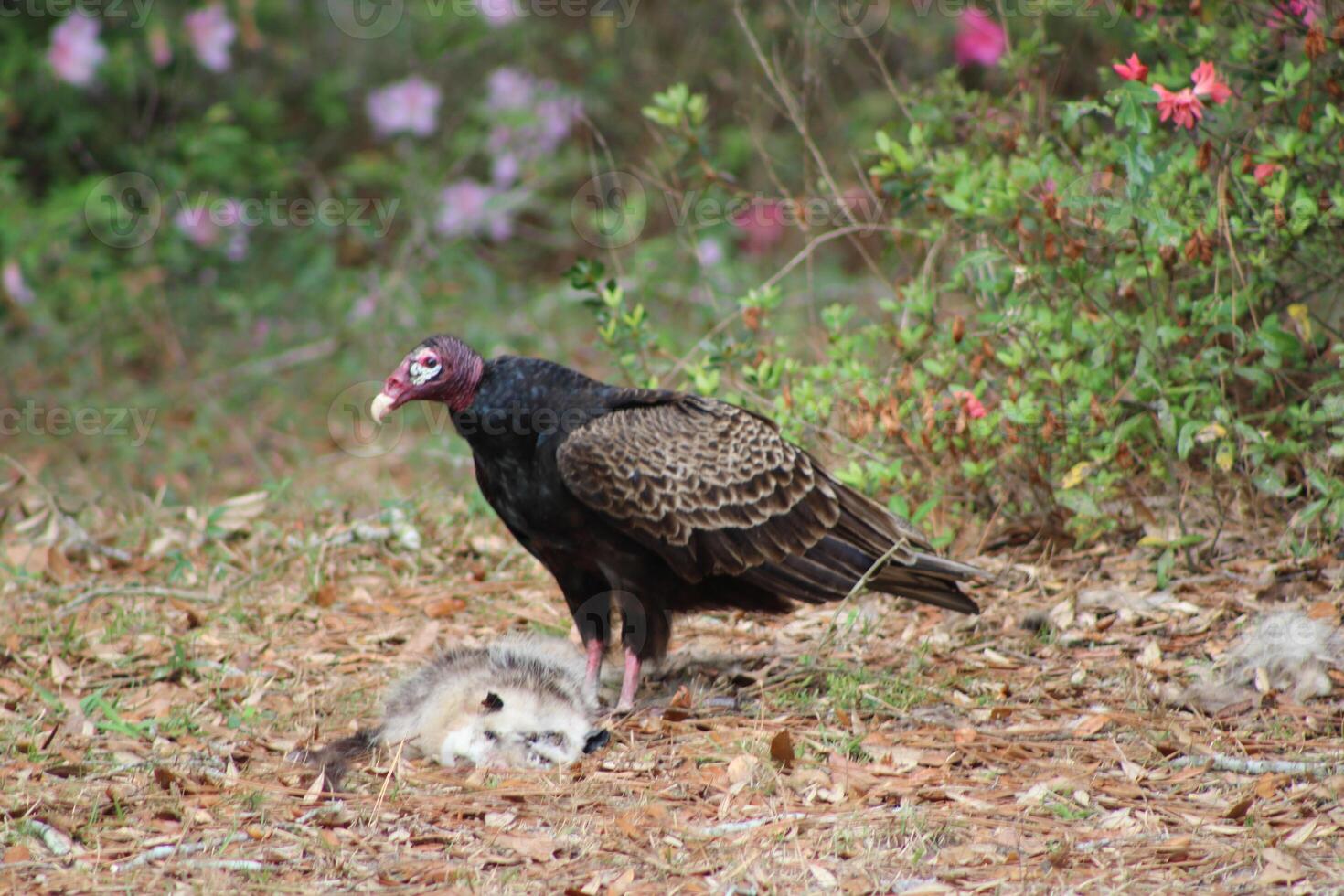 Red Headed Vulture Feeding On RoadKill. photo