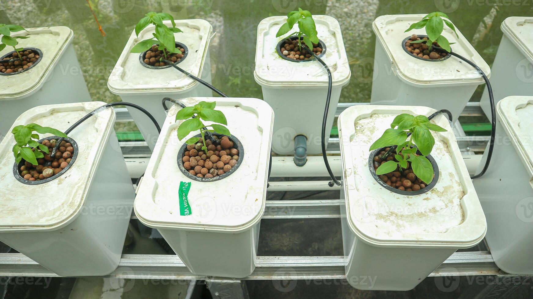 Modern agriculture. Hydroponic system on a bucket photo