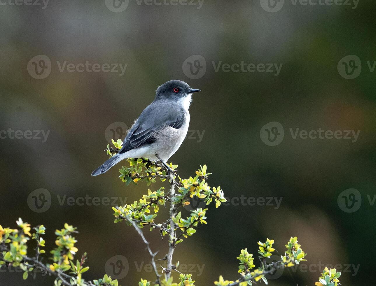 fire eyed diucon bird perched on a tree photo