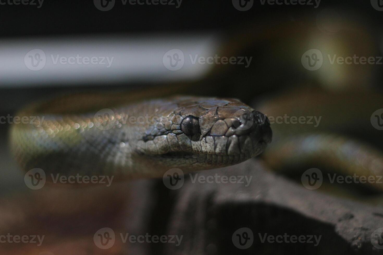 close up of Papuan Water Python or Apodora Papuana or Papuan Olive Python photo