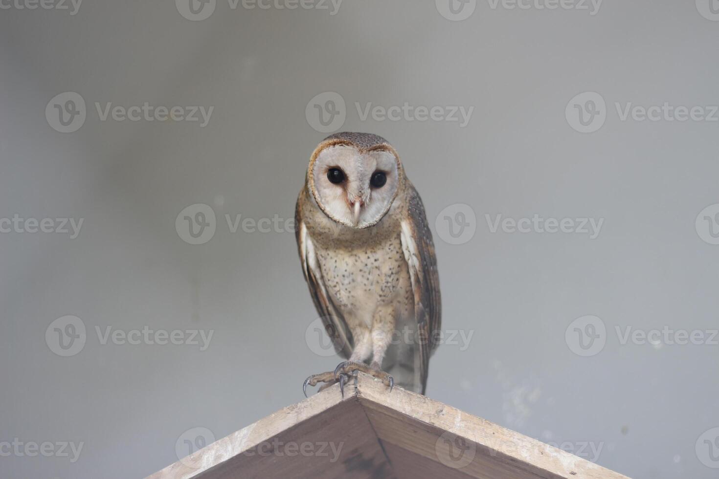 close up of Javanese Serak or Tyto Alba bird photo