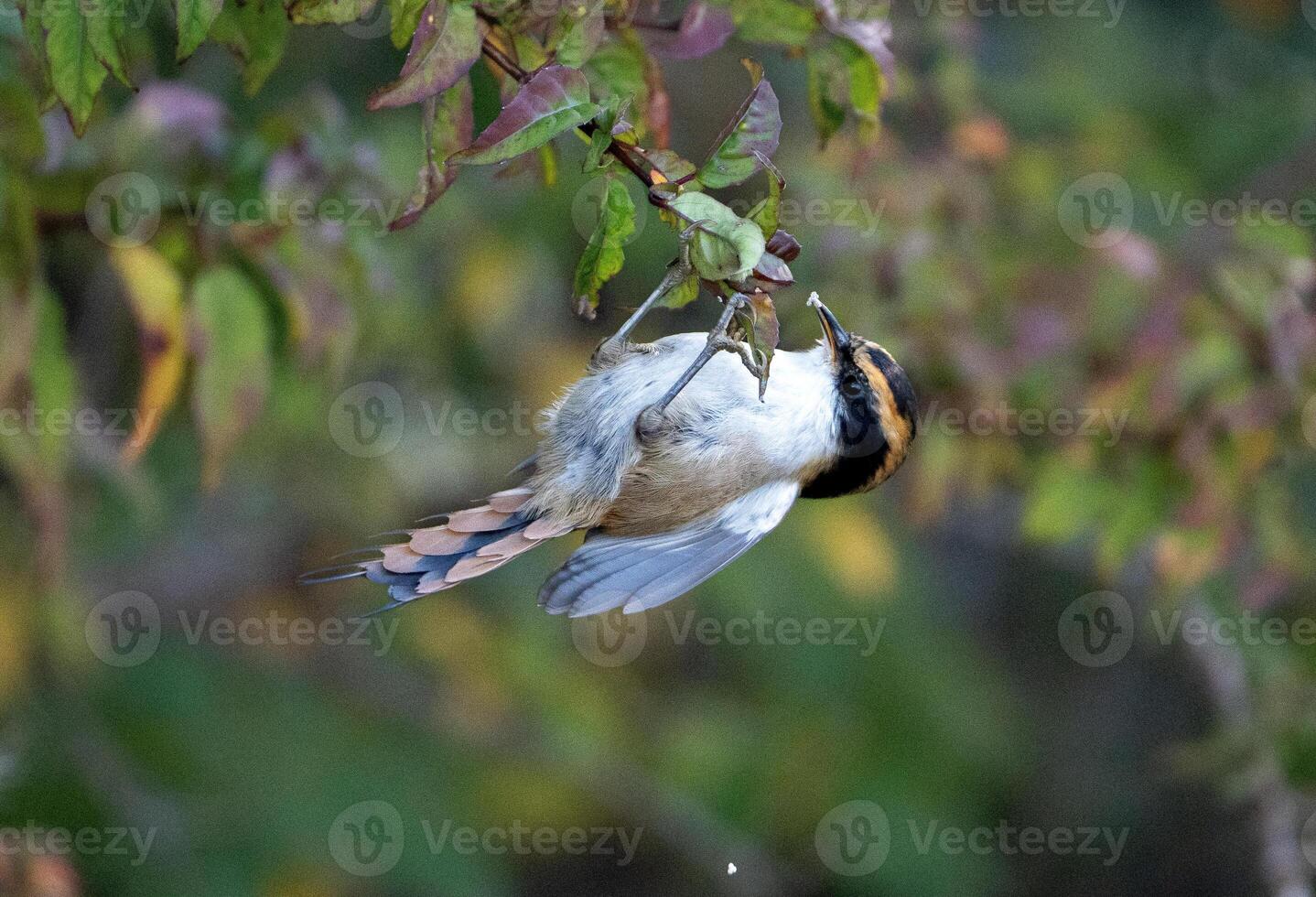 thorn tailed rayadito bird eating upside down photo