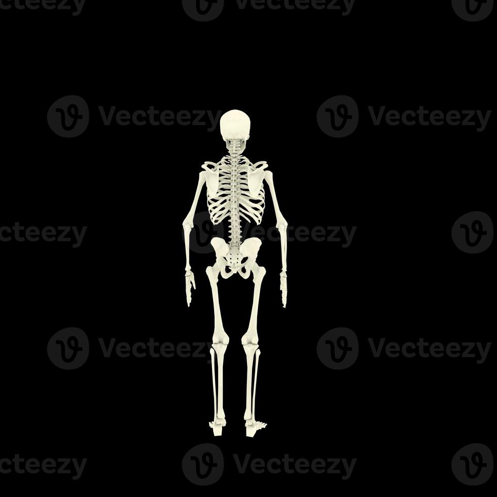 X-ray Vision,of the Human Body and Bones. photo