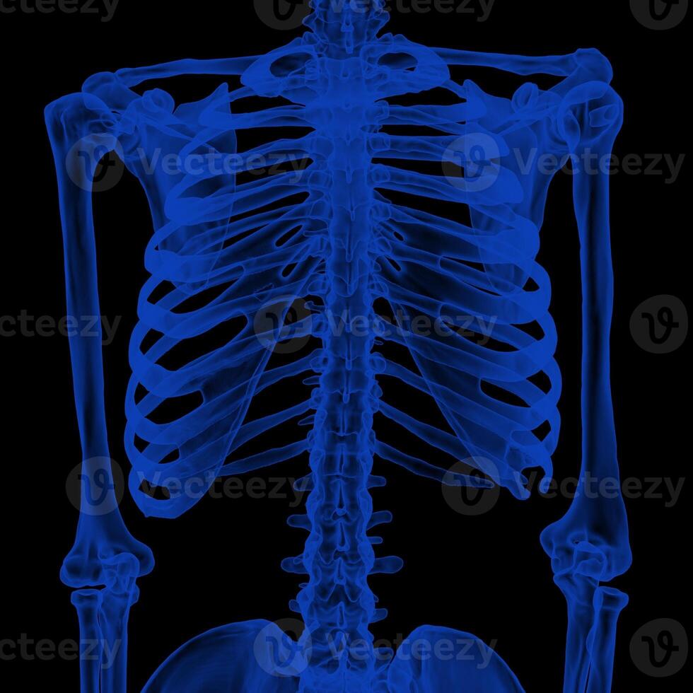 X-ray Vision,of the Human Body and Bones. photo