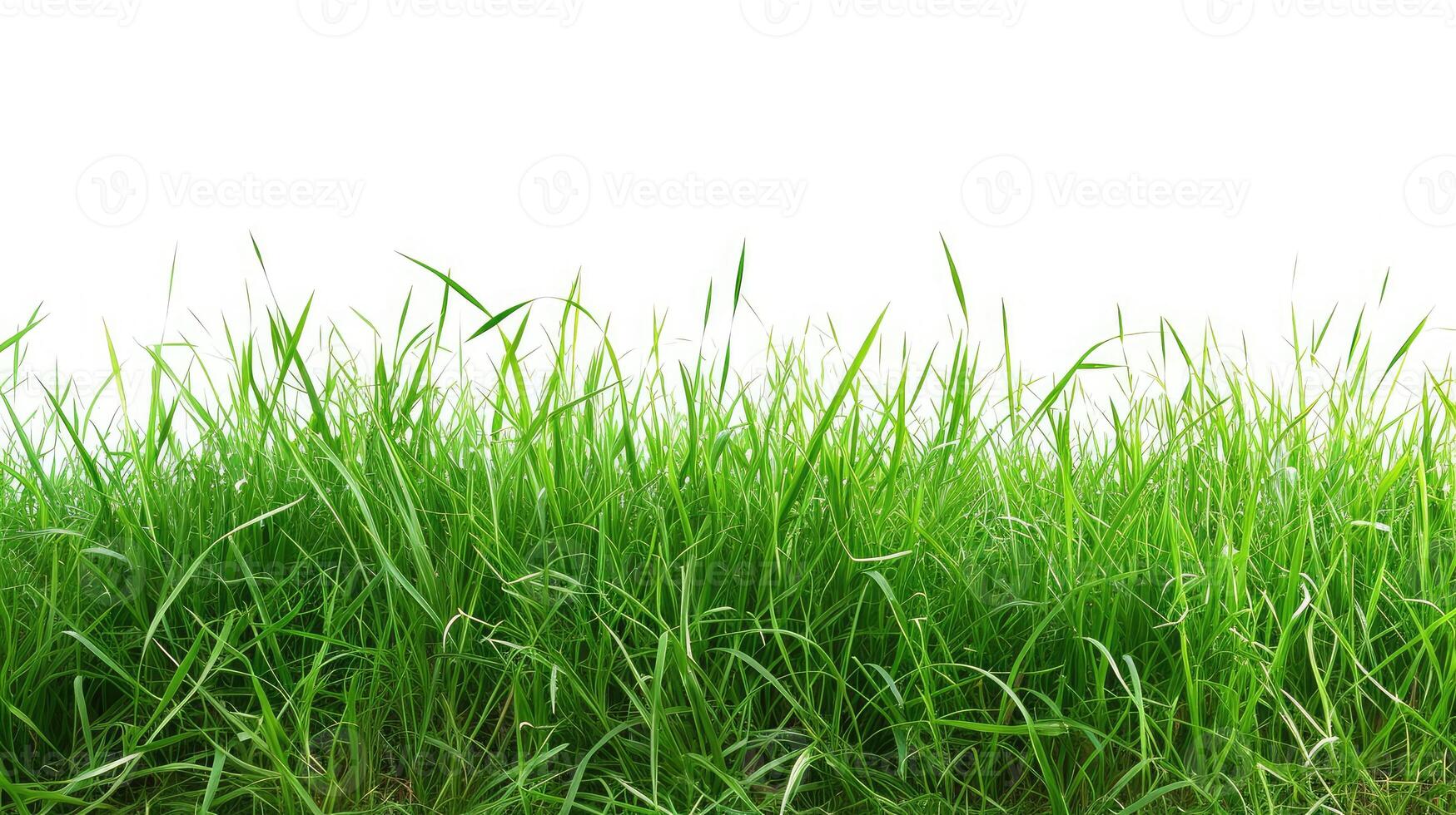 AI generated Isolated green grass on a white background photo