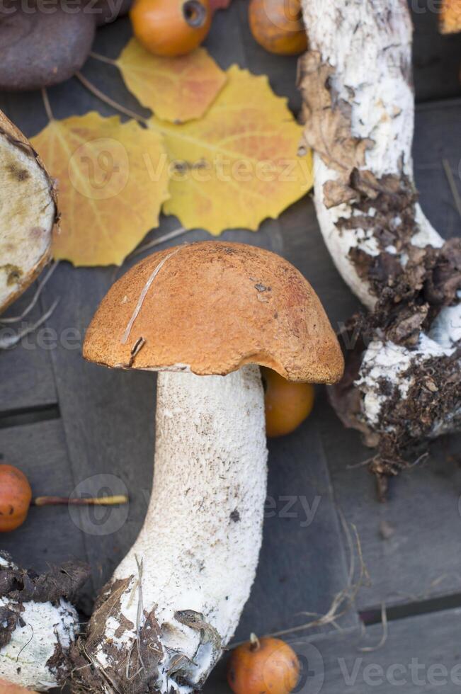 Fresco boleto son dispersado en el mesa, la otoño cosecha de bosque hongos foto