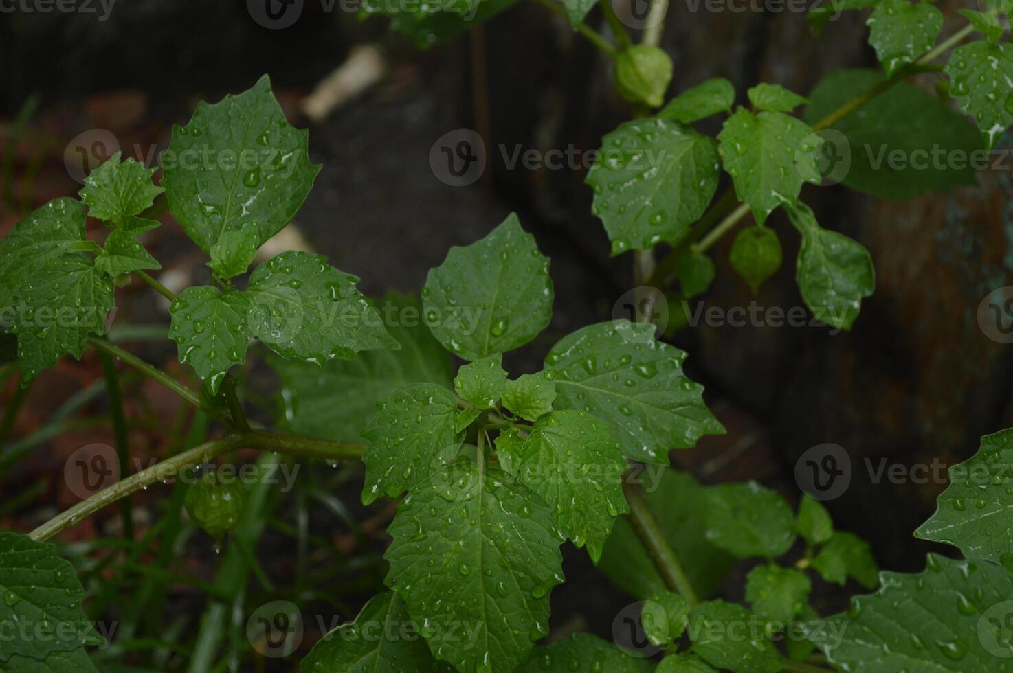 Ciplukan plants that grow in moorlands, dry rice fields and around forests. Plants with the Latin names Physalis angulata and Physalis minima. Foreigners call them morel berries. medicinal plants photo