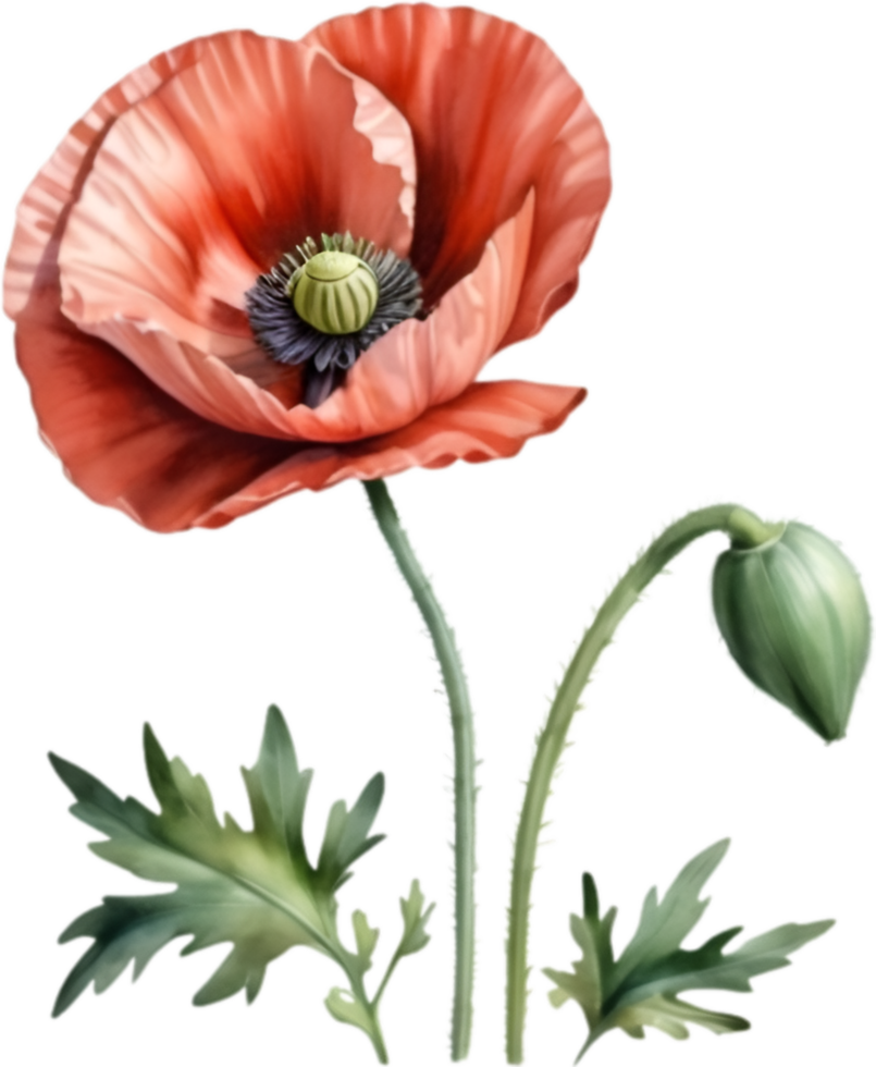 AI generated Watercolor painting of poppy flowers. png