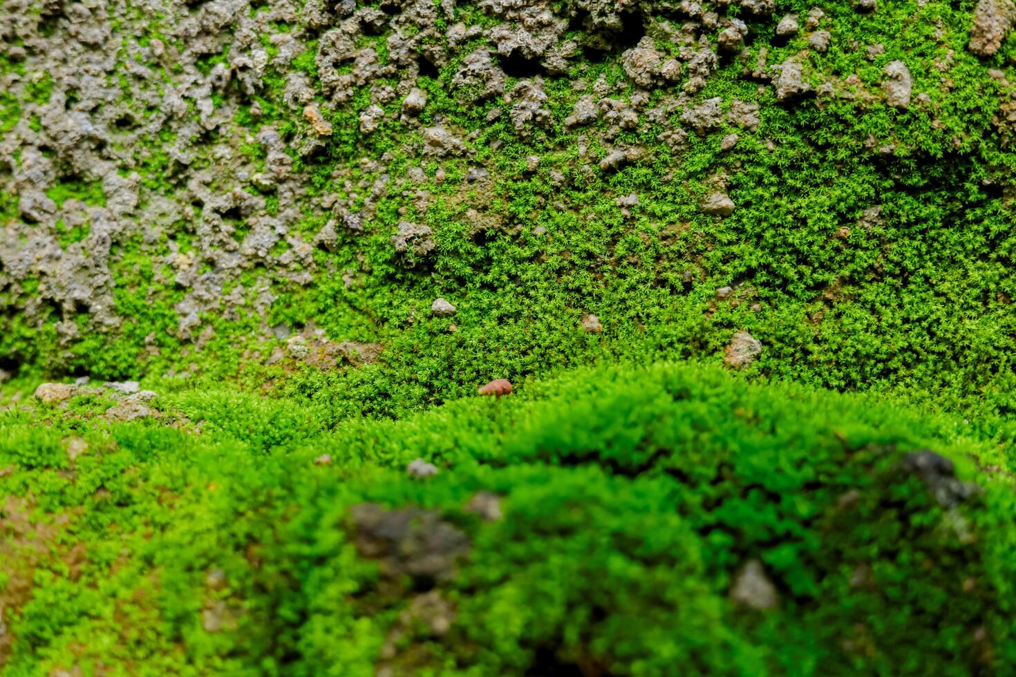 cerca arriba de musgo textura en selva foto