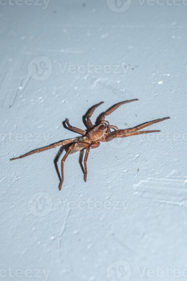 Spider Asthenoctenus Borellii on a wall inside a house in Cordoba, Argentina. photo