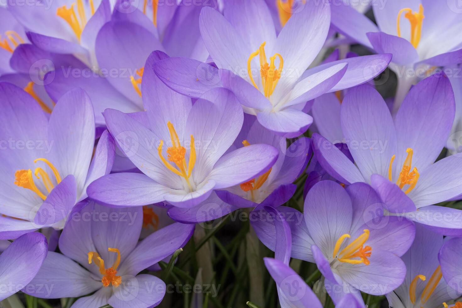 Macro Closeup of Crocus Blooms photo