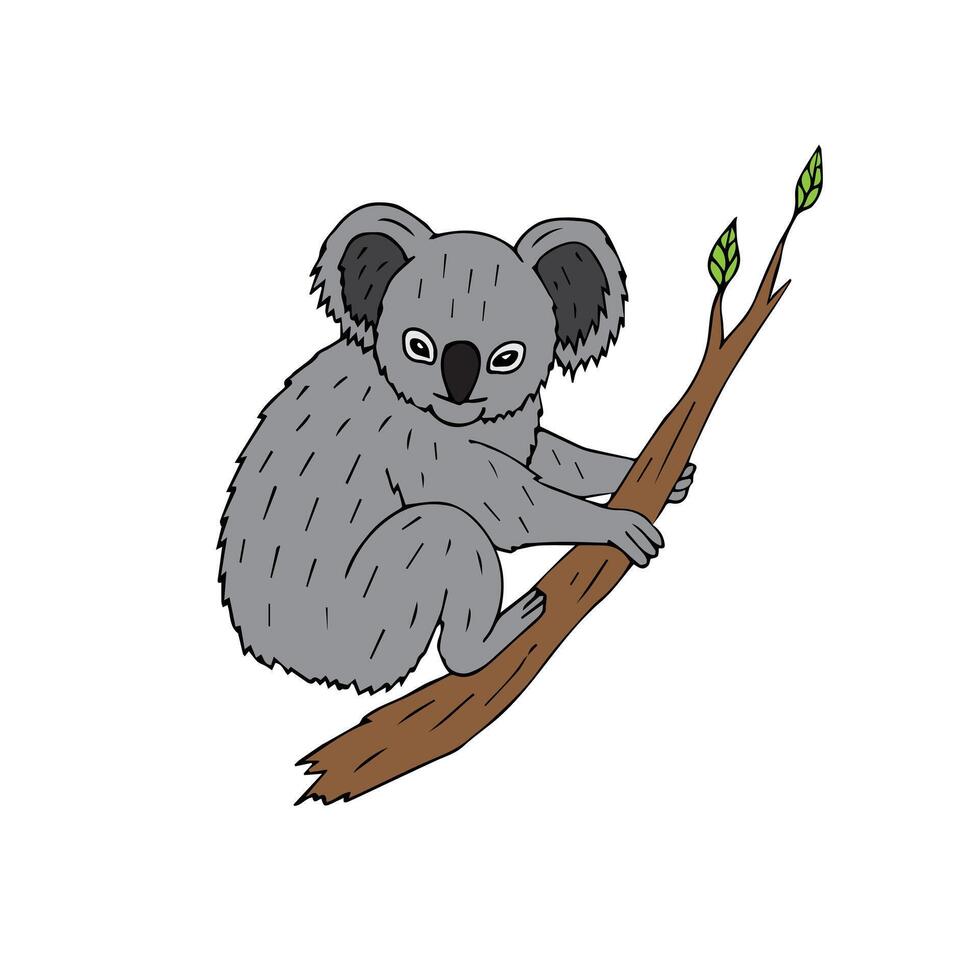 Vector hand drawn koala on tree branch
