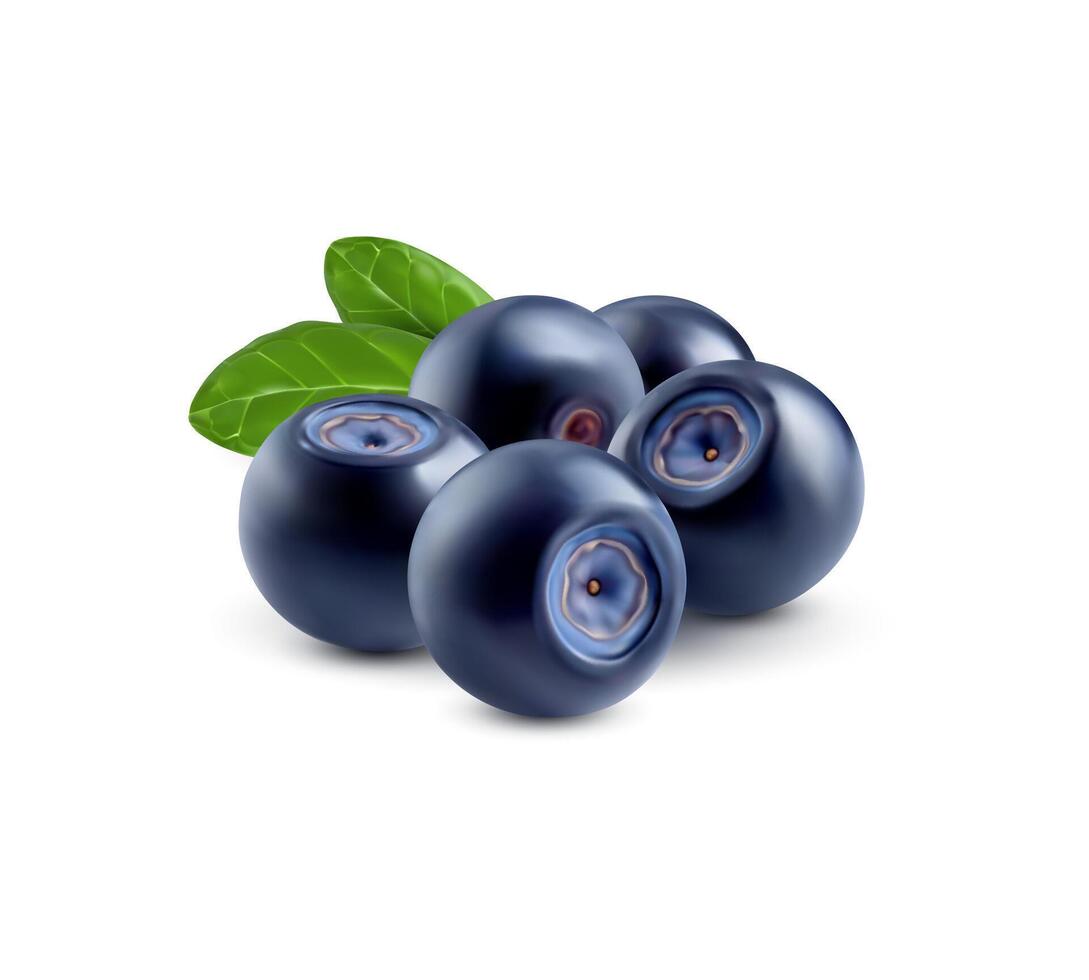 Raw realistic blueberry, ripe berry fruits, leaf vector