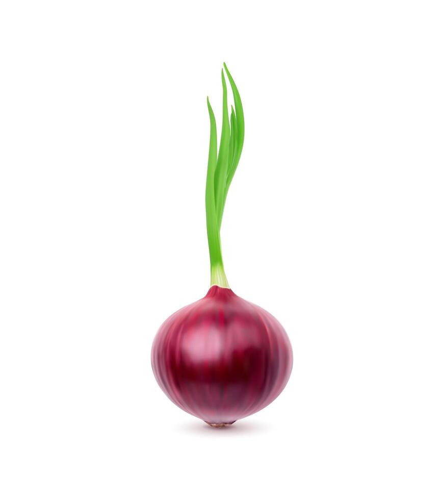 Ripe raw realistic red whole onion vegetable vector