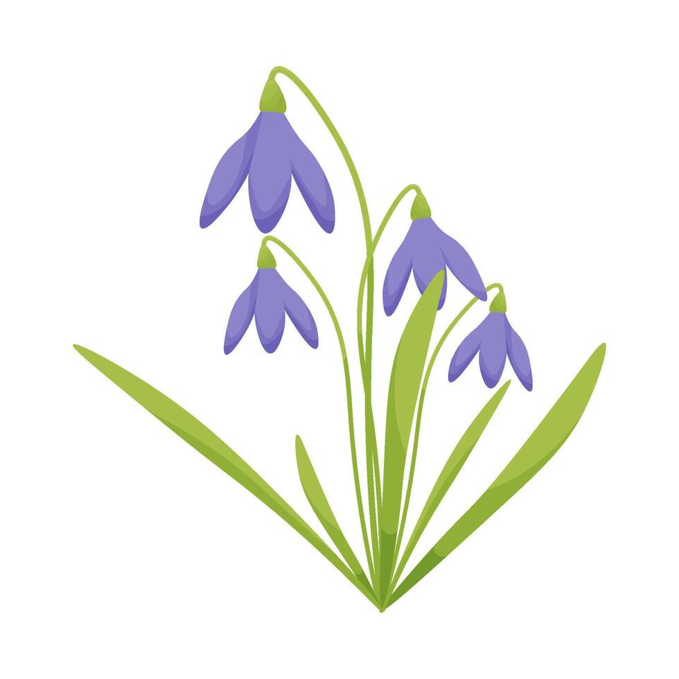 el primero primavera flores vector ilustración de campanillas de invierno en un blanco antecedentes.