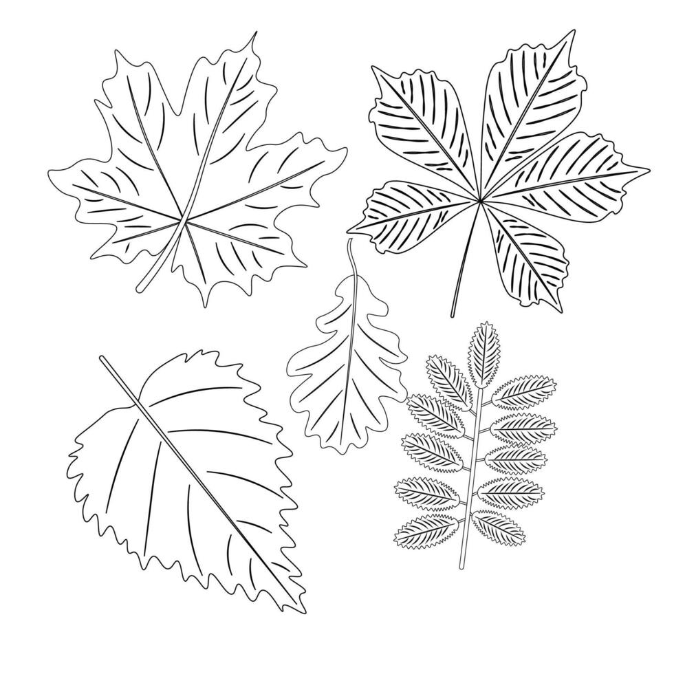 Forest Leaves in sketch style, isolated vector illustration. a set of leaves in a linear style. Botanical minimalistic print.
