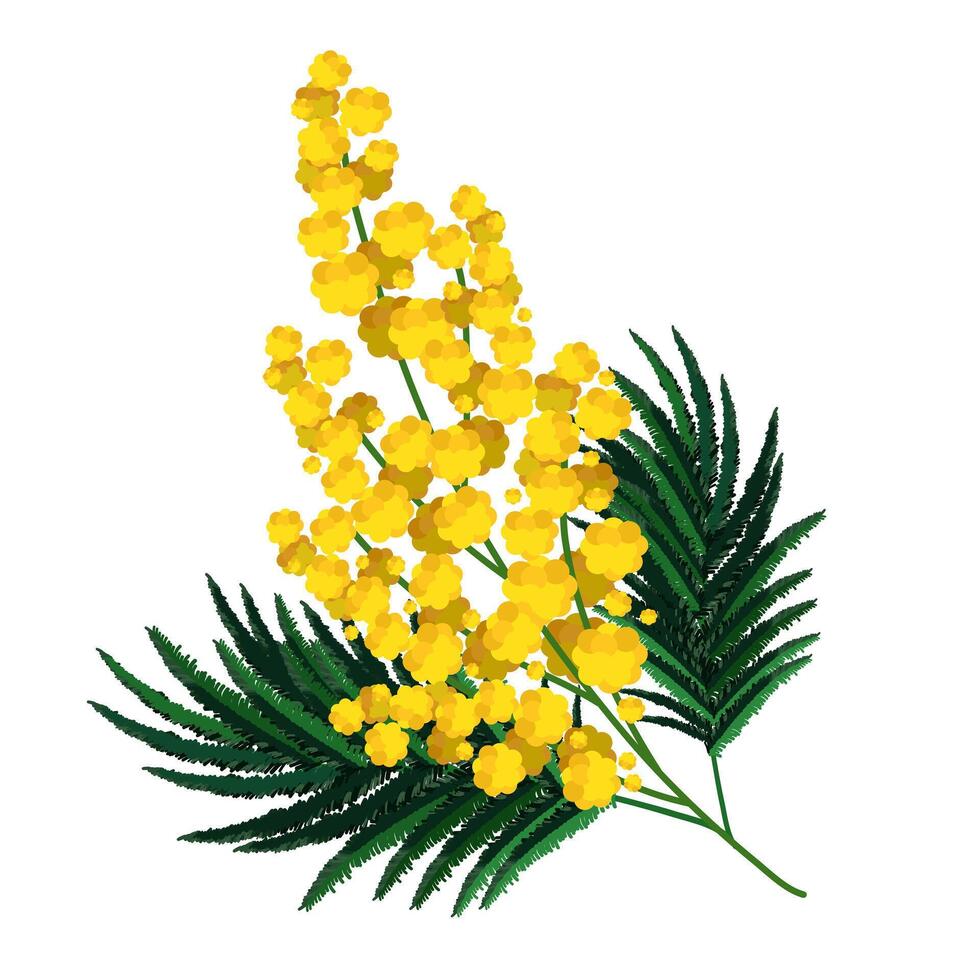 Spring isolated yellow mimosa. Vector flower clipart for design, greeting card and banner, board, flyer, sale, poster