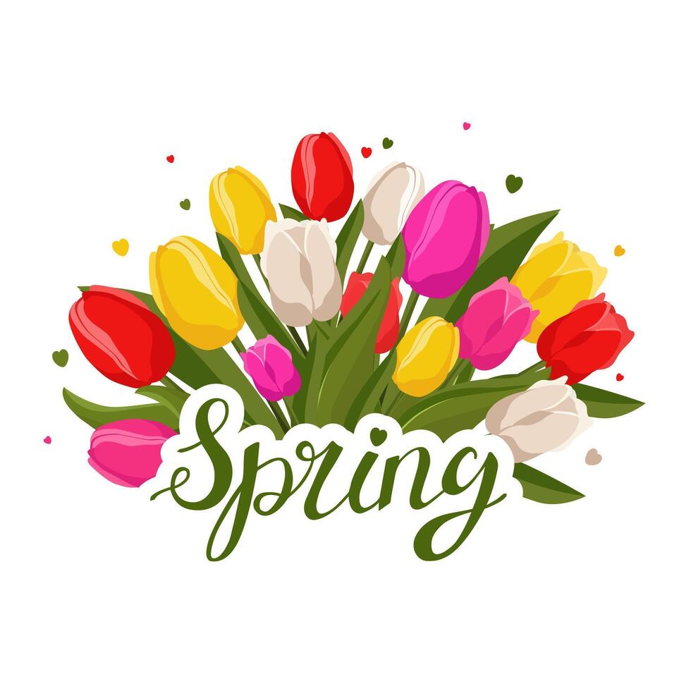 Spring bouquet with pink, red, white and yellow tulips with text Spring. Vector background template with flowers for design, greeting card, banner, board, flyer, sale, poster