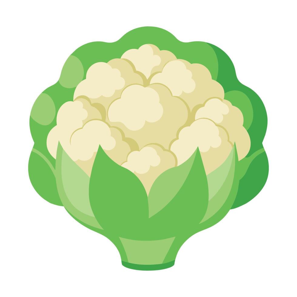 coliflor plano vector ilustración en blanco antecedentes.