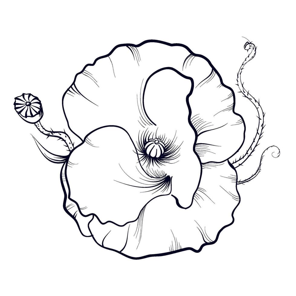 hand drawing of a poppy flower vector illustration