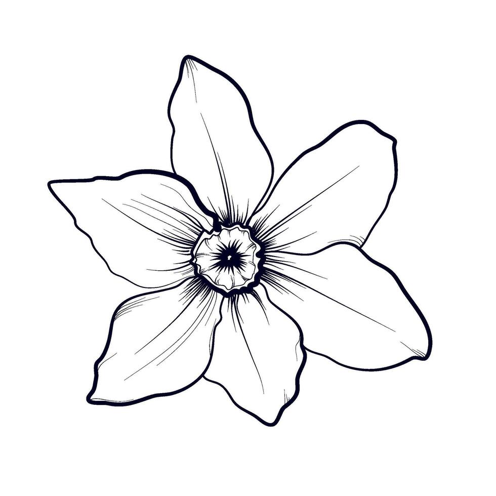 mano dibujo de un narciso flor vector ilustración