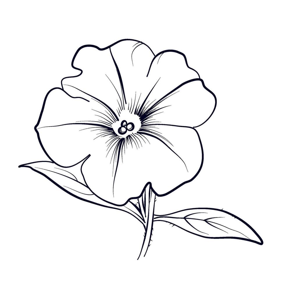 hand-drawn petunia flower with leaves vector