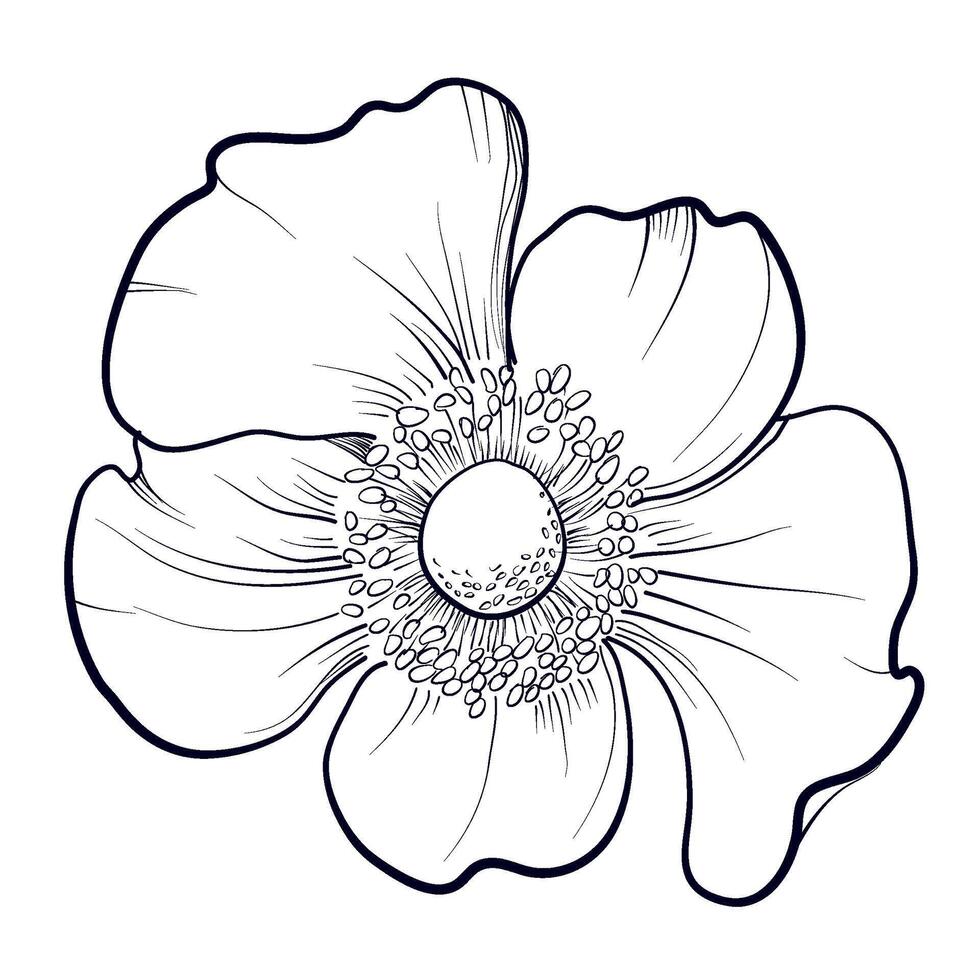 hand drawing of an anemone flower vector illustration